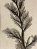 Palm Inflorescence, Green River Formation, United States