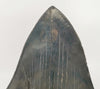 Serrated Meg Tooth - 6.16 inches