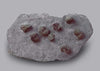 Pyritized Brachiopods