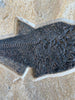 Diplomystus Aspiration - Fish Swallowing Fish