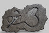Beautiful Jurassic Crinoid Fossil - Seirocrinus subangularis