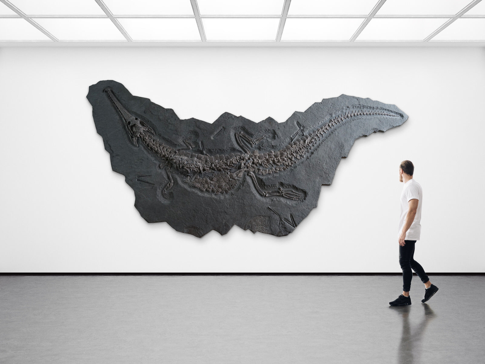 Fossil Crocodile for Sale - Huge Steneosaurus, Holzmaden – Fossil Realm