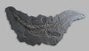 Crocodile - Steneosaurus bollensis - 12.63' x 6.0'