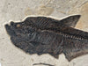 Fossil Fish Triptych - 72 x 39 inches