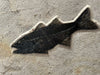 Fossil Fish Triptych - 72 x 39 inches