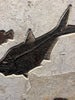 Fossil Fish Triptych, Green River Formation, United States