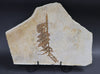 Fossil Plant from Solnhofen, Palaeocyparis - 14.5 inches