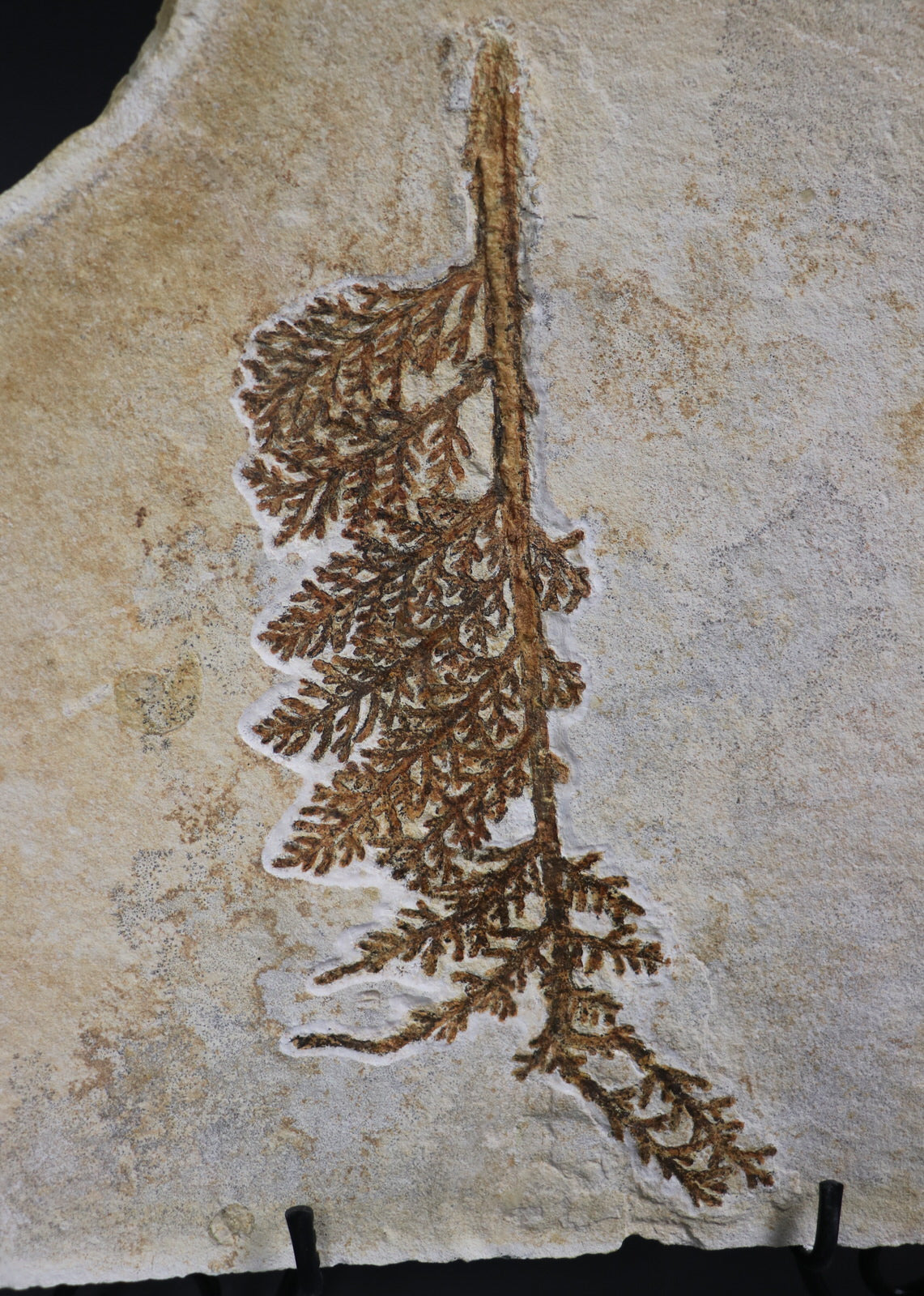 Plant Fossils for Sale Palms, Ferns and More Fossil Realm