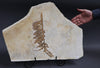 Fossil Plant from Solnhofen, Palaeocyparis - 14.5 inches
