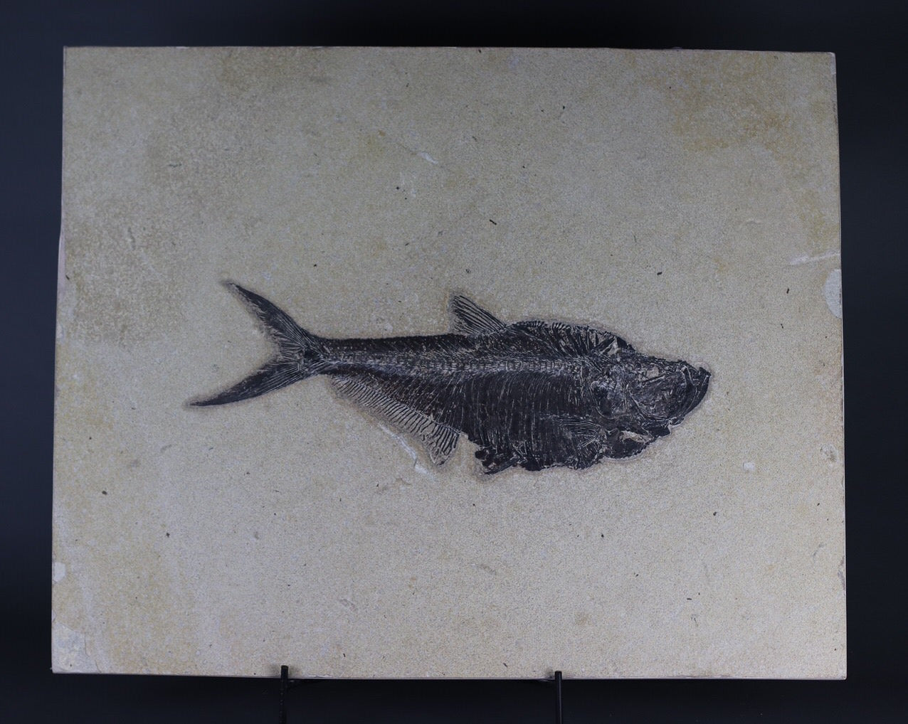 化石 Diplomystus 2.85