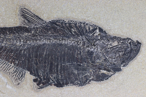 化石 Diplomystus 4 Inch Diplomystus Fossil Fish From Wyoming (#49) For Sale
