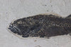 Uncommon Green River Fish - Mioplosus - 14.5"