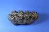 Gomphothere Upper Molar (Shovel-tusked Elephant)