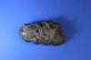 Gomphothere Upper Molar (Shovel-tusked Elephant)