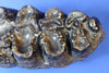 Gomphothere Upper Molar Tooth (Prehistoric Shovel-tusked Elephant) 