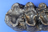 Gomphothere Upper Molar (Shovel-tusked Elephant)
