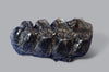 Gomphothere Upper Molar (Shovel-tusked Elephant)