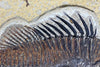 Spectacular Fossil Fish Mural with Large 21.6 inch Phareodus 