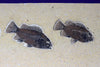 Spectacular Fossil Fish Mural with Large 21.6 inch Phareodus 