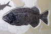 Spectacular Fossil Fish Mural with Large 21.6 inch Phareodus 