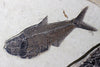 Spectacular Fossil Fish Mural with Large 21.6 inch Phareodus 
