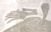 Jurassic Turtle, Painten Formation, Germany