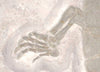Jurassic Turtle, Painten Formation, Germany