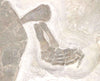 Jurassic Turtle, Painten Formation, Germany