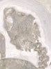 Jurassic Turtle, Painten Formation, Germany
