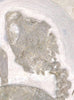 Fossil Turtle, Eurysternum wagleri