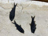 Large Fossil Fish Shoal - 74 x 24 inches