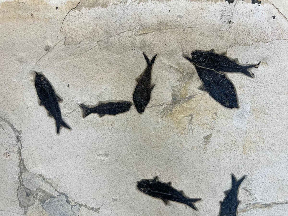 Fish Fossils for Sale Beautiful Specimens Fossil Realm