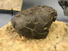 Exceptional Dinosaur Egg from France (Titanosaur)