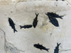 Large Fossil Fish Shoal - 74 x 24 inches