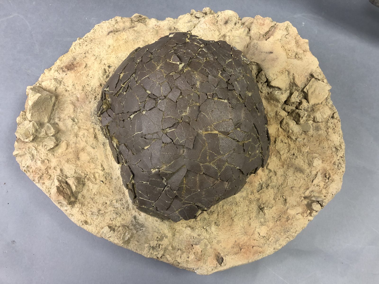 authentic-dinosaur-egg-for-sale-fossil-realm