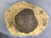 Exceptional Dinosaur Egg from France (Titanosaur)