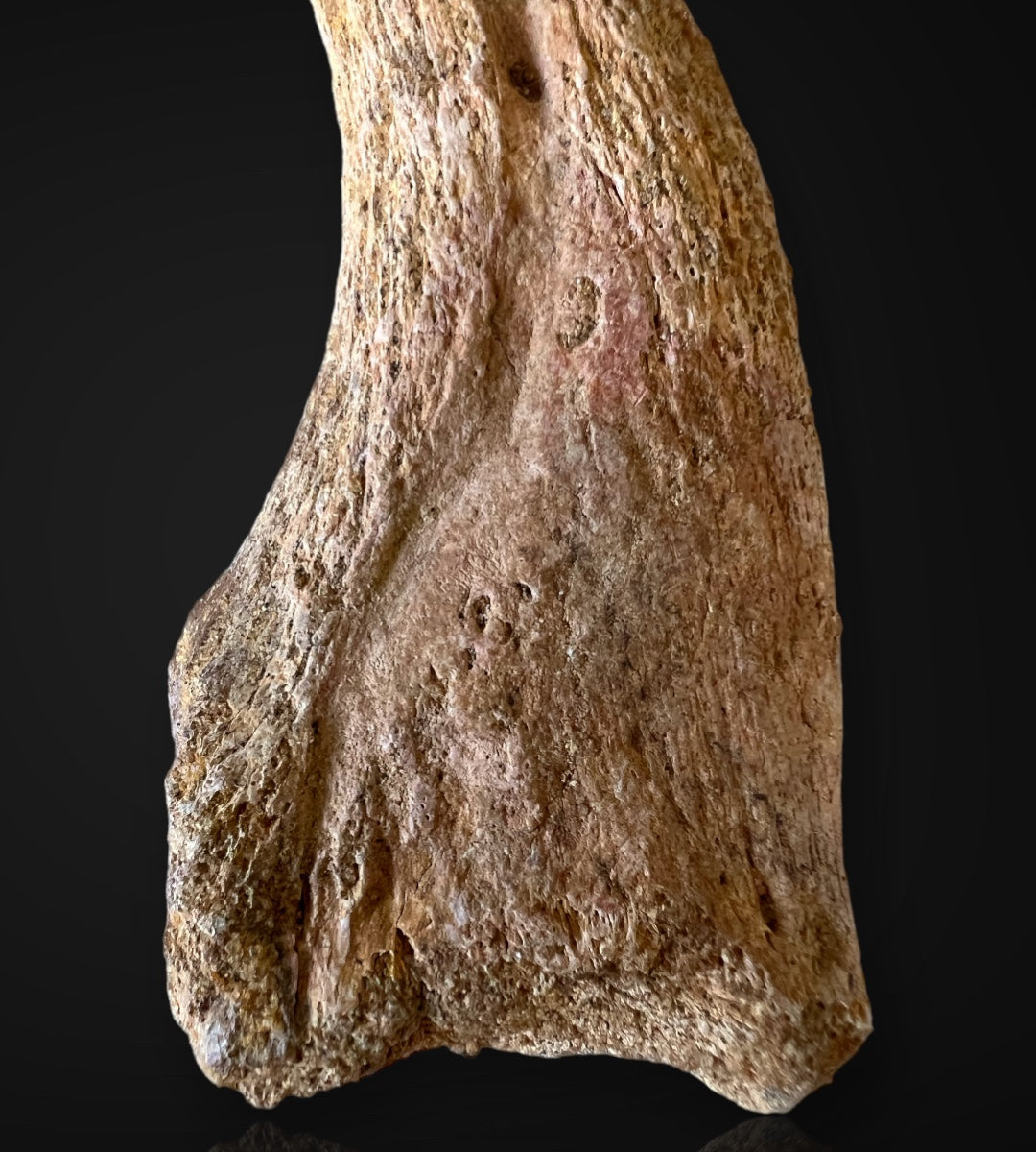 Huge Dinosaur Footprint For Sale Theropod Fossil Realm