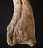 Matchless Spinosaurus Hand Claw - 5.17"