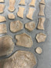 Rare Plesiosaur Paddle - Oxford Clay, UK