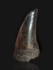 Beautiful Tyrannosaurus rex Tooth - 3.19"