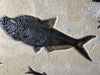 Fossil Fish Mural - 40 x 26 inches