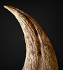 Matchless Spinosaurus Hand Claw - 5.17"