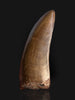 Large T. rex Tooth on Mammoth Ivory Pedestal