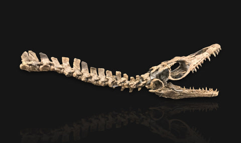 Plioplatecarpus, American Mosasaur