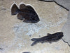 Fossil Fish Mural - 40 x 26 inches