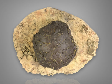Exceptional Dinosaur Egg from France (Titanosaur)