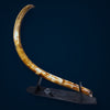 Woolly Mammoth Tusk - 7’10”