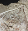 Marine Fossil Association Featuring 23.5” Ray