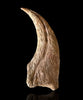 Matchless Spinosaurus Hand Claw - 5.17"