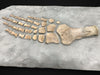 Plesiosaur Paddle, Oxford Clay, United Kingdom